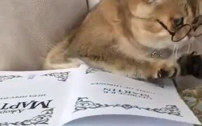 Clever Cat