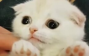 Super Cute Cat - Animals - VIDEOTIME.COM