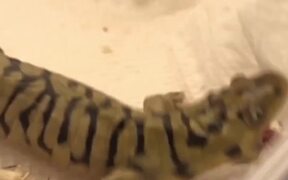 Clumsy Salamander - Animals - VIDEOTIME.COM
