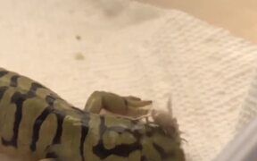 Clumsy Salamander - Animals - VIDEOTIME.COM