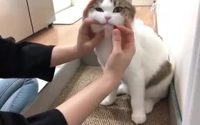 How To Give Cats Pills