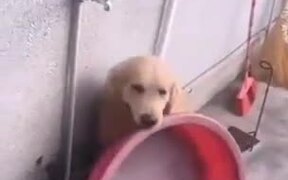 Resourceful Dog - Animals - VIDEOTIME.COM