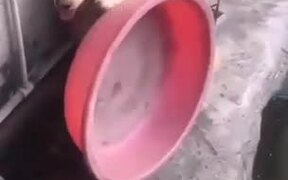 Resourceful Dog - Animals - VIDEOTIME.COM
