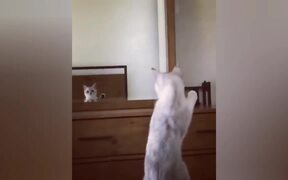 Narcissistic Cat - Animals - VIDEOTIME.COM