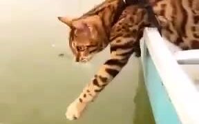 And Where Is Your Promised Fish? - Animals - VIDEOTIME.COM
