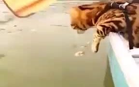 And Where Is Your Promised Fish? - Animals - VIDEOTIME.COM