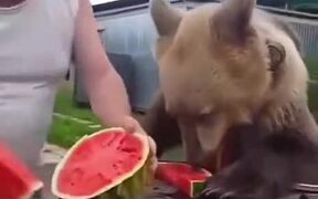 The Watermelon Season - Animals - VIDEOTIME.COM