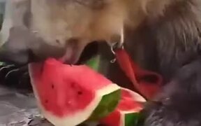 The Watermelon Season - Animals - VIDEOTIME.COM