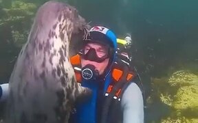 The Hugs - Animals - VIDEOTIME.COM
