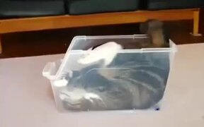 Сats Are Liquid - Animals - VIDEOTIME.COM