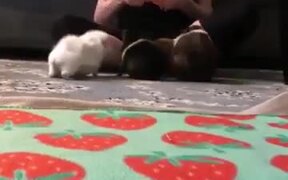 Guinea Pigs And Carrots