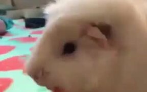 Guinea Pigs And Carrots - Animals - VIDEOTIME.COM