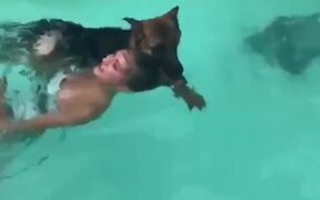 Rescue Dog - Animals - VIDEOTIME.COM