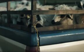 Lost Panda - Commercials - VIDEOTIME.COM