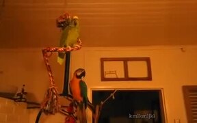 When You Have Your Own Vibe - Animals - VIDEOTIME.COM