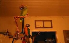 When You Have Your Own Vibe - Animals - VIDEOTIME.COM