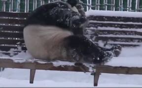 Who Loves Snow! - Animals - VIDEOTIME.COM