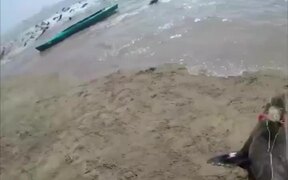 Rescued A Fur Seal - Animals - VIDEOTIME.COM