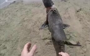 Rescued A Fur Seal