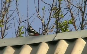 The Woodpecker On The Roof - Animals - VIDEOTIME.COM
