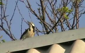 The Woodpecker On The Roof