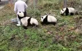 Pandas - Animals - VIDEOTIME.COM