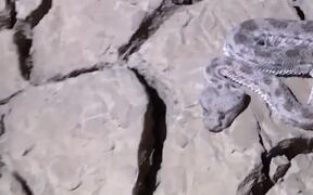 Rescued Snake - Animals - VIDEOTIME.COM