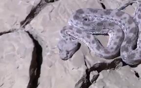 Rescued Snake - Animals - VIDEOTIME.COM