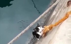 Kitten Rescue - Animals - VIDEOTIME.COM