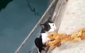Kitten Rescue - Animals - VIDEOTIME.COM