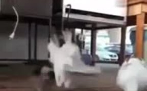 Do A Somersault - Animals - VIDEOTIME.COM