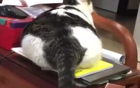 Jelly Cat - Animals - VIDEOTIME.COM