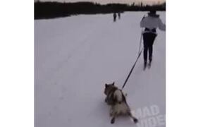 Running Dog - Animals - VIDEOTIME.COM