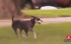 Dog's Prank - Animals - VIDEOTIME.COM