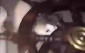 Mission Impossible - Animals - VIDEOTIME.COM