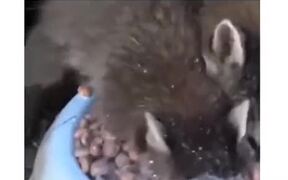 The Hunger - Animals - VIDEOTIME.COM