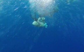 Unexpected Diving - Animals - VIDEOTIME.COM