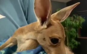 Kangaroo Pet - Animals - VIDEOTIME.COM