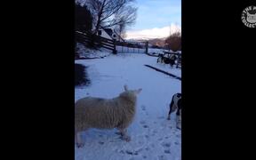 Hilarious Animal Video Compilation - Animals - VIDEOTIME.COM