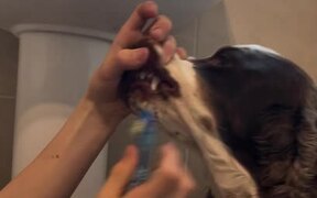 Kid Holds Dog's Mouth to Brush Teeth