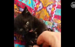 Cats Say Video Compilation