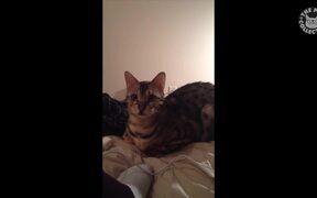 Cats Say Video Compilation