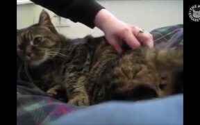 Cats Say Video Compilation - Animals - VIDEOTIME.COM