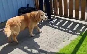 Dog Meets New Puppy For the First Time  - Animals - VIDEOTIME.COM