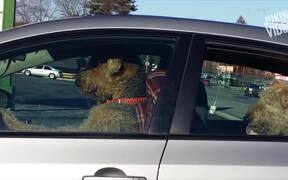 Impatient Dogs Waiting in Car - Animals - VIDEOTIME.COM