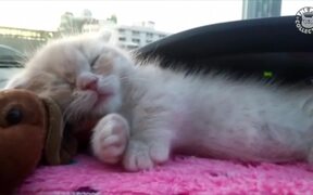 7 Minutes in Kitten Heaven Video Compilation