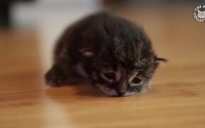 7 Minutes in Kitten Heaven Video Compilation - Animals - VIDEOTIME.COM