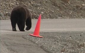 Bear Picks Up Fallen Traffic Cone by Roadside
