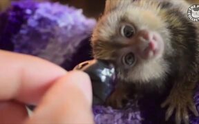 Cute Tiny Animals Pet Video Compilation - Animals - VIDEOTIME.COM