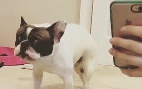French Bulldog Makes Funny Noises